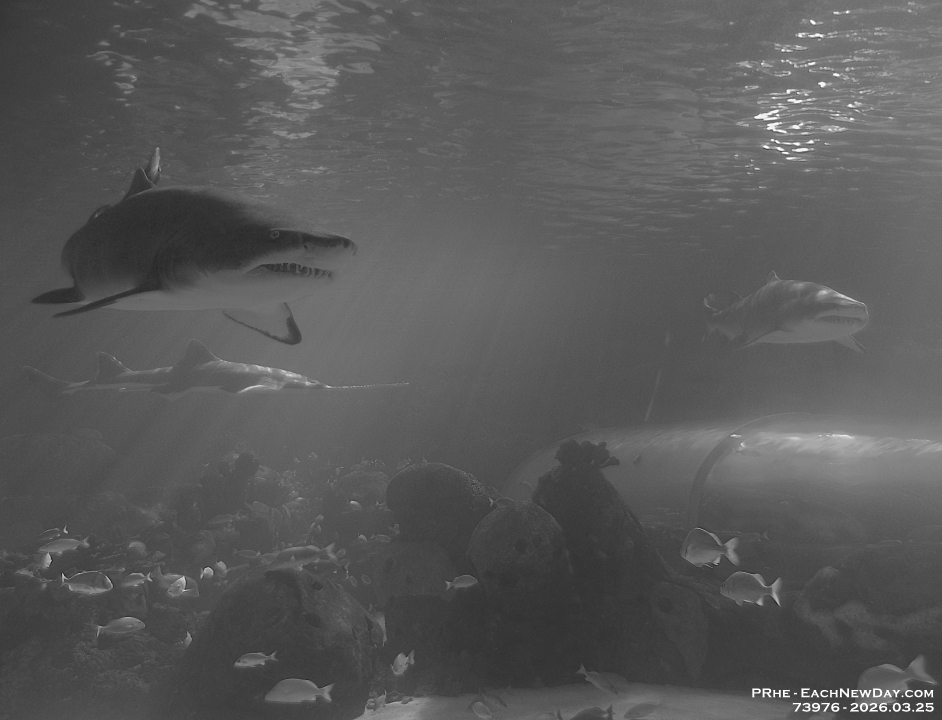 73976CrReSaUsm - Celebrating Dan's birthday at Ripley's Aquarium